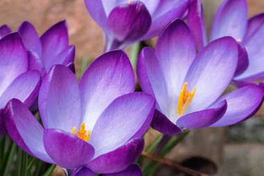 Close up of violet crocus flowers in a field. clipart