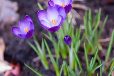 Bir tarlada menekşe çiçeği yakın.