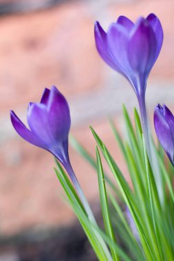 Close up of violet crocus flowers in a field. clipart