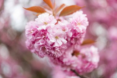Elma ağacı çiçeklenme. Çiçek açan çiçekler bahar arka plan. Beyaz ve pembe çiçekler. Güzel doğa sahne bir çiçekli ağaç. Bahar çiçekleri. Güzel bahçe. Bulanık arka plan