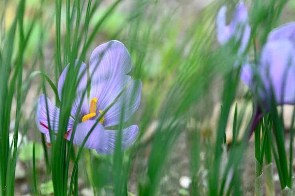 Цветок Крокус Сативы Шафран Крокус Ярким Малиновым Стигмой Стилями Собранными — стоковое фото