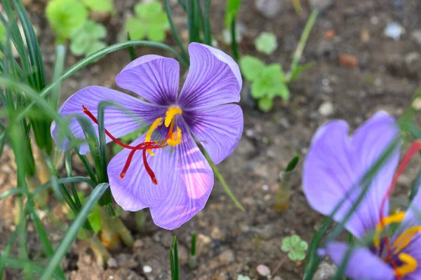 Blume Von Crocus Sativus Safrankrokus Mit Lebhaftem Purpurrotem Stigma Und — Stockfoto
