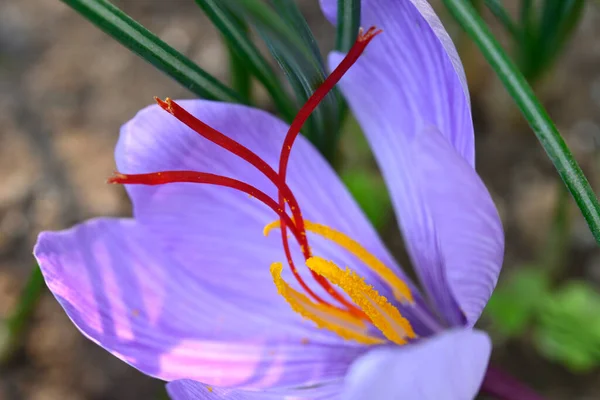 stock image Flower of Crocus sativus, saffron crocus. with vivid crimson stigma and styles collected and dried as seasoning and colouring agent in food.