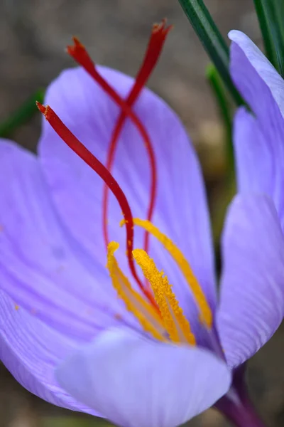 Květina Crocus Sativus Šafránový Krokus Živým Karmínovým Stigmatem Styly Sbíranými — Stock fotografie