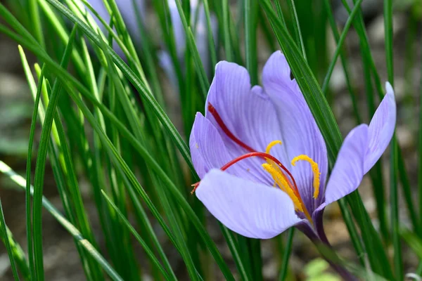 Flower of Crocus sativus, saffron crocus. with vivid crimson stigma and styles collected and dried as seasoning and colouring agent in food.