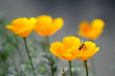 Altın gelincikler, frengili sinekler: canlı doğanın tozlayıcıları çayırda dans ediyor