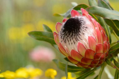 Büyük pembe ekran Kral protea Güney Afrika çiçeği