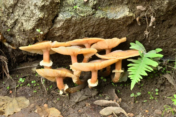 Família Cogumelos Alaranjados Que Crescem Solo Outono — Fotografia de Stock