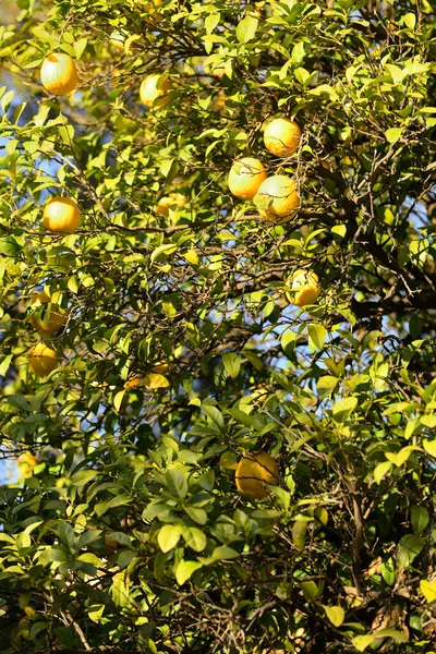 Грейпфруты Растущие Деревьях Летнее Время — стоковое фото