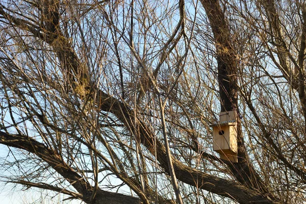 Artificial Wood Bird Nest Tit Birds Tree — Stockfoto