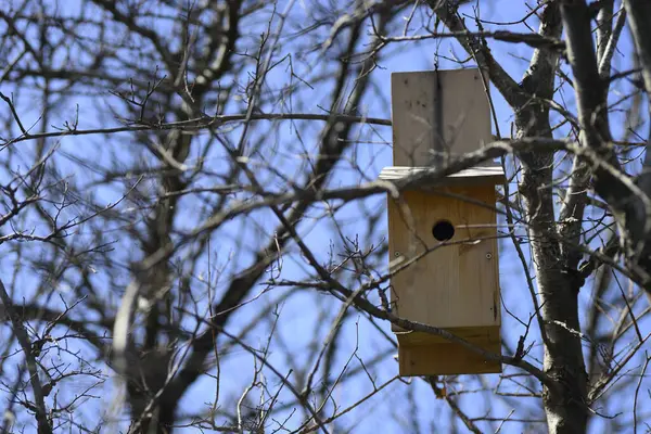 Artificial Wood Bird Nest Tit Birds Tree — Photo