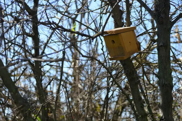 Artificial Wood Bird Nest Tit Birds Tree — Photo