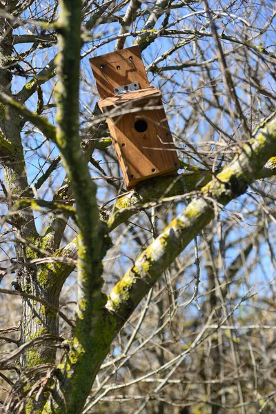Artificial Wood Bird Nest Tit Birds Tree — Stockfoto