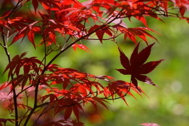 Akçaağaç Japon bahçesinin canlı kırmızı ve yeşil yaprakları.