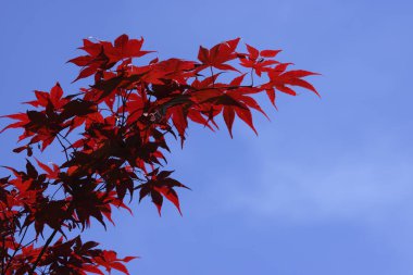 Akçaağaç Japon bahçesinin canlı kırmızı ve yeşil yaprakları.