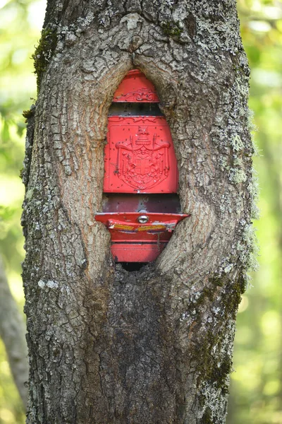 橡木树干生长在一个经典的老式红色信箱周围 — 图库照片