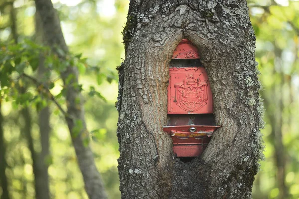 橡木树干生长在一个经典的老式红色信箱周围 — 图库照片