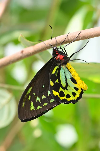 Maschio Ornithoptera Priamus Verde Comune Capo York Farfalla Alare Priamo — Foto Stock