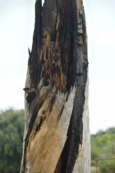 Lightning-struck Mediterranean pine tree trunk