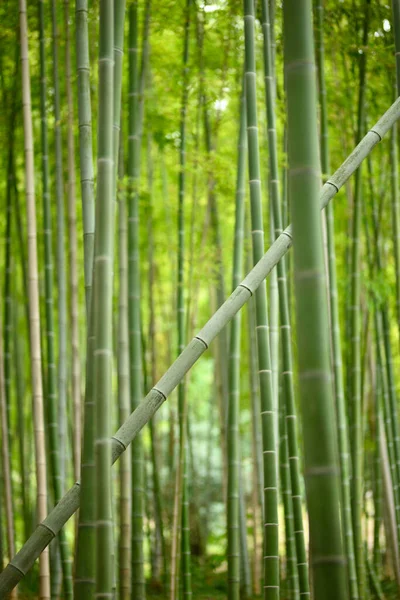 Single bamboo plant growing diagonal in an all vertical bamboo forest showing uniqueness of diversity.