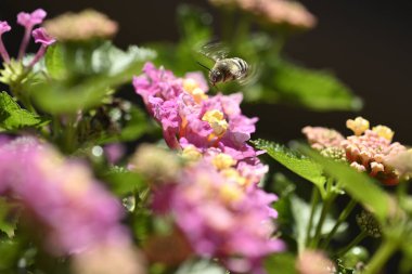 Canlı çiçeklerdeki arılar bacaklarındaki polenleri topluyor.