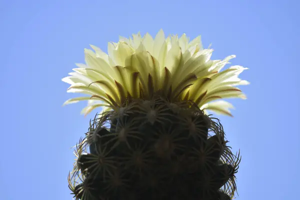 Close Yellow Flowers Cactus Plant Hot Sun Noon Stock Picture