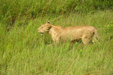 Lions roaming in Tanzania green savanah during rain season clipart