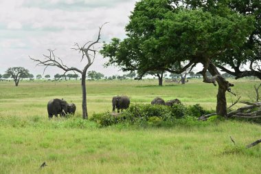 African elephant family roaming in Tanzania green savanah during rainy season clipart