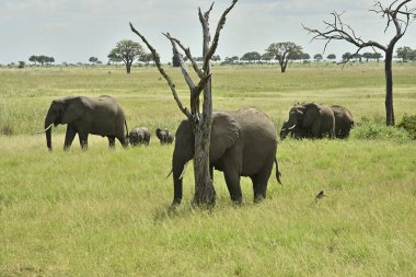Afrikalı fil ailesi yağmur mevsiminde Tanzanya 'da yeşil savanah geziyor