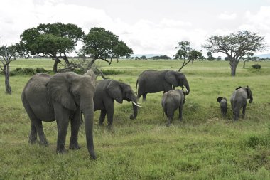 African elephant family roaming in Tanzania green savanah during rainy season clipart