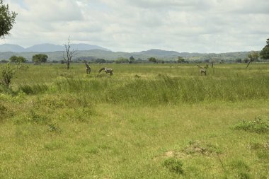 Giraffes roaming on green grass savanah of Tanzania clipart