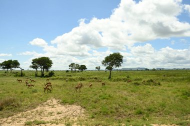 Impala, rooibok, Aepyceros melampus, Doğu ve Güney Afrika 'da orta büyüklükte antilop bulundu.. 