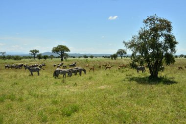 Zebra ve Impala antilopları Tanzanya 'nın yeşil ovasında