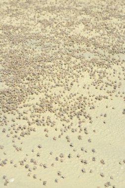 Tanzanya sahillerinde tropik yengeçler kumun altında koşup çukur kazıyor.