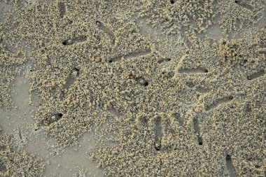 Tanzanya sahillerinde tropik yengeçler kumun altında koşup çukur kazıyor.