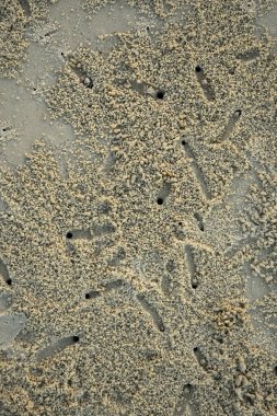 Tanzanya sahillerinde tropik yengeçler kumun altında koşup çukur kazıyor.