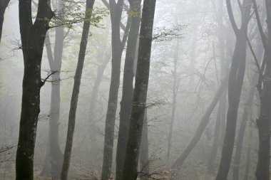 Cimino Dağı 'nın Sonbaharda Kayın Ormanı, UNESCO Miras Alanı, İtalya