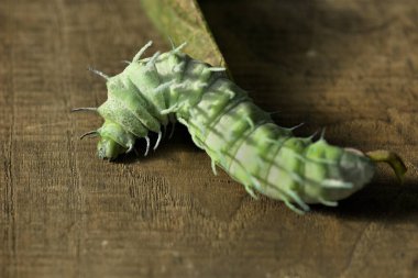 Large green caterpillar of the Cobra moth (Attacus atlas) with spiny texture and waxy coating. clipart