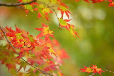 Ağaçların ve yaprakların sonbahar yaprakları renk değiştiriyor ve düşüyor.