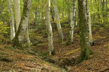 Sonbaharda Avrupa kayın ormanları, canlı yapraklar, sakin orman yolları.