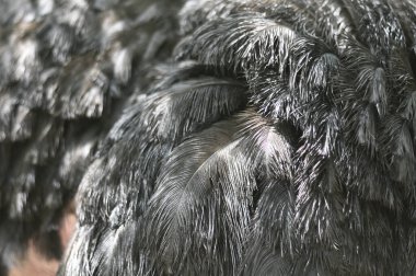 Bir devekuşu kuşunun vücut parçalarının ayrıntılarına yakın çekim