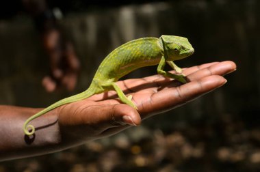 Yeşil Afrikalı bukalemun insan eliyle güneş altında tutuluyor.