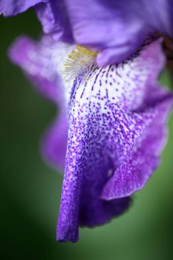 Mavi iris çiçeğinin ve yaprağının yakın çekimi ilkbaharda çiçek açar.