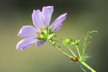 Kırmızı uğur böceğinin yeşil bir bitki sapıyla yaprak bitleriyle beslenen makro fotoğrafı. Görüntü doğal haşere kontrolü, biyolojik çeşitlilik ve bahçe ortamındaki yararlı böcekleri vurguluyor..