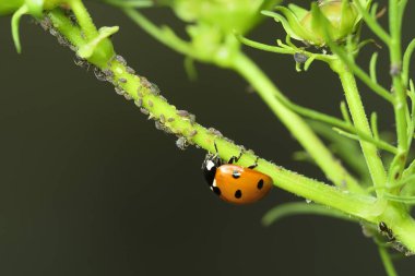 Kırmızı uğur böceğinin yeşil bir bitki sapıyla yaprak bitleriyle beslenen makro fotoğrafı. Görüntü doğal haşere kontrolü, biyolojik çeşitlilik ve bahçe ortamındaki yararlı böcekleri vurguluyor..