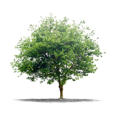 A big tree isolate on white background