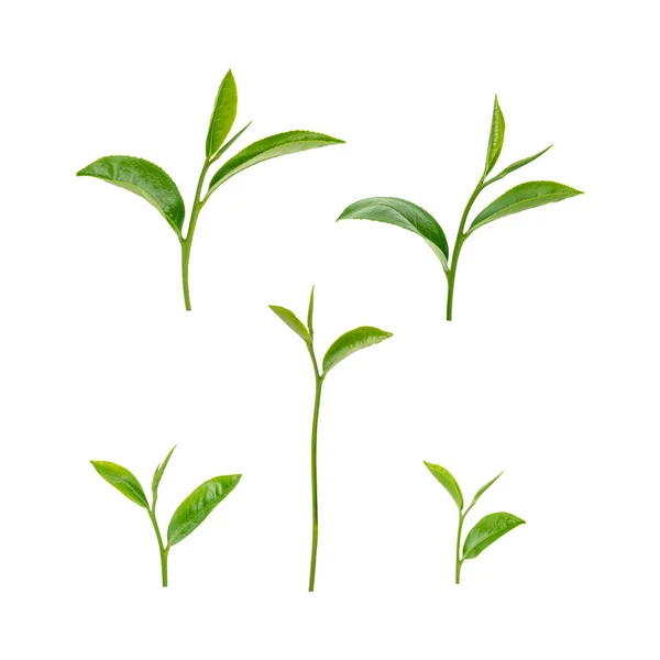 Groene Drijvende Bladeren Geïsoleerd Witte Achtergrond Stockfoto
