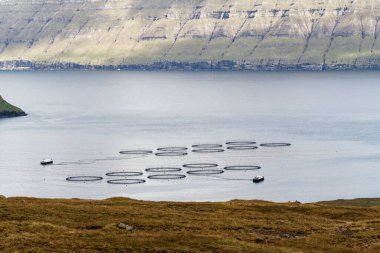 Faroe Adaları 'nda korunan bir bölgede bulunan somon balığı kafesleri..