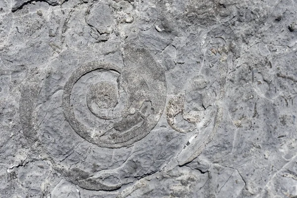 Detailní Záběr Zkamenělého Hlavonožce — Stock fotografie