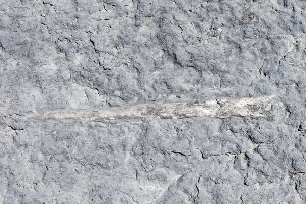 Fosilleşmiş Bir Kafadanbacaklının Yakın Çekimi — Stok fotoğraf